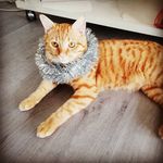 Caroline bloom - @bloom3293 - Instagram