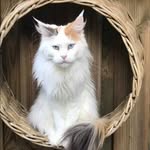 Caroline Vergeer - @caroline_bloomingcoons - Instagram