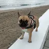 Luna - @carolinebrant908 - TikTok