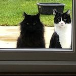 Caroline Brewster - @carolinebcats - Instagram