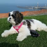 Carolyn Brewster - @carolynbrewster1 - Instagram
