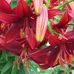Carol Carman - Facebook