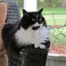 Carol Clemmons - Facebook