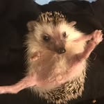 Caroline Coughlan - @pepsi_hog2020 - Instagram