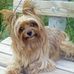 Carol Dehaven - Facebook