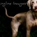 Caroline Dell - Facebook