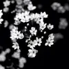 sunnysnow - @carolineedge6 - TikTok