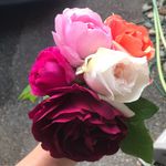 Caroline Farris - @cfarris7 - Instagram