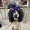 carolinefitchett1 - @carolinefitchett1 - TikTok