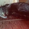 vlilly22 - @caroline.flowers - TikTok
