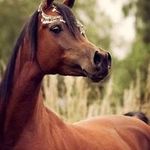 Caroline Foley - @caroline_foley4323 - Instagram