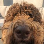 Caroline Franks - @mabel_ladoodle - Instagram