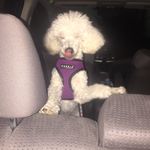 Caroline Happiness Franks - @carolinethepoodle - Instagram