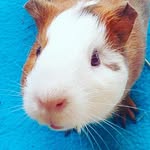 Caroline Gallagher - @care9care1 - Instagram
