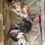 Caroline Hubert - @familleaccueil_kittens_nantes - Instagram