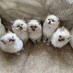 Caroline Jackman - @pearl_my_ragdollqueen_ - Instagram