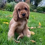 Caroline Jeffrey - @binky.the.pup - Instagram
