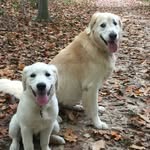 Caroline Krall - @_charlie.and.lola_ - Instagram