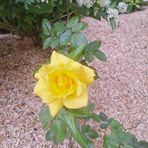 Caroline Lam - Facebook