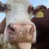 Caroline Lane - @ourcottagefarmhouse - TikTok