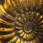 Caroline Ashbrook - @ammonitegold - Instagram