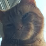 Caroline Major - @beanothemoggy - Instagram