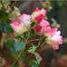 Caroline Morehead - Facebook