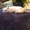 Luna 😊 - @caroline.neff - TikTok