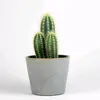 Caroline Parkes - @cactusgrandma - TikTok
