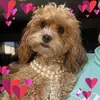 Caroline Pringle - @caroline.pringle3 - TikTok