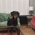 Caroline Pyatt - @spyromollymoo - Instagram