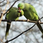 Caroline Reay - Birdwatching 125 - Facebook