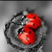 Caroline Royer - Facebook