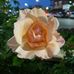 Caroline Rupp - Facebook