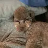 Caroline Shields - @toypoodlemoose - TikTok