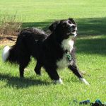 Caroline Sinclair - @southparkpaws - Instagram