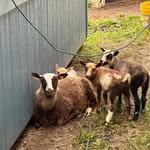 Carolyn Stinson - @sugarvalleygoats - Instagram
