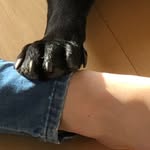 Ulrike Caroline Ulrich - @its_polly_theblacklab - Instagram