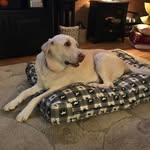 Carolyn Whipple - @whipple7535 - Instagram