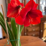 Carolyn Windham - @windham7073 - Instagram