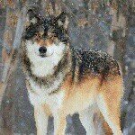 WolfTherian,3DG,Artist,Archer - @caroline_wolf_sundqvist - Instagram