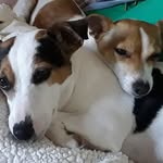 Wendy Caroline Youngman - @delmontcottage - Instagram