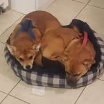 Carolyn Marie Chaisson Haugrud - @carolynchaissonhaug - Instagram