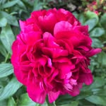 Carolyn Edmonds - @nin170954 - Instagram