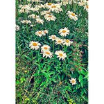 Carolyn Ehrlich - @fruitoad - Instagram