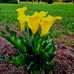 Carolyn Hammock - Facebook