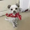 carolynhan_ - @carolynhan_ - TikTok