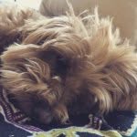 Carolyn Healey - @cocofhealey - Instagram