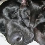 Carolyn Hebert - @happypawsmemphis - Instagram
