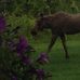 Carolyn Helmuth - Facebook